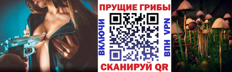 Псилоцибиновые грибы Psilocybe  darknet какой сайт  Белёв 
